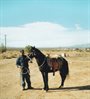 Mojave Horse