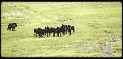 panoramic herd in meadow